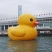 Hong Kong Harbour Rubber Duck